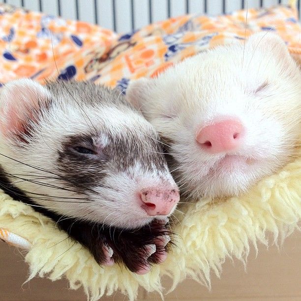 Ferret Every Hour tweet media