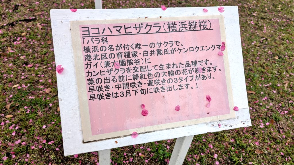 soowinds's tweet photo. 🌸春の横浜トリビア🌸
横浜スタジアムの脇には
横浜の名がつく唯一の桜があります😳

4/18(土)の野外コンサートでは、
この季節にぴったり🌷
◤◤◤   春の童謡メドレー   ◢◢◢
を演奏予定です♪

どうぞお楽しみに🌈

#横浜翠嵐
#吹奏楽
#sweobog https://t.co/AndvpHJtKf