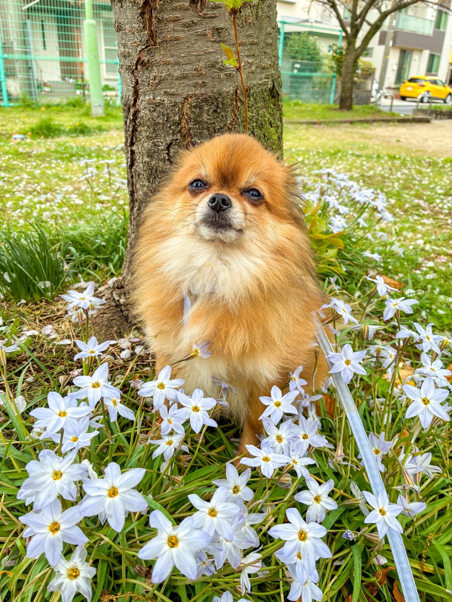 ひなぎ tweet media