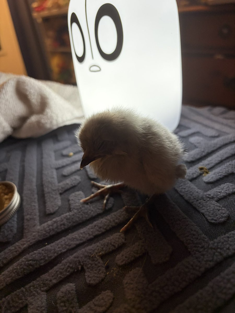 JEVIL DAILY tweet media