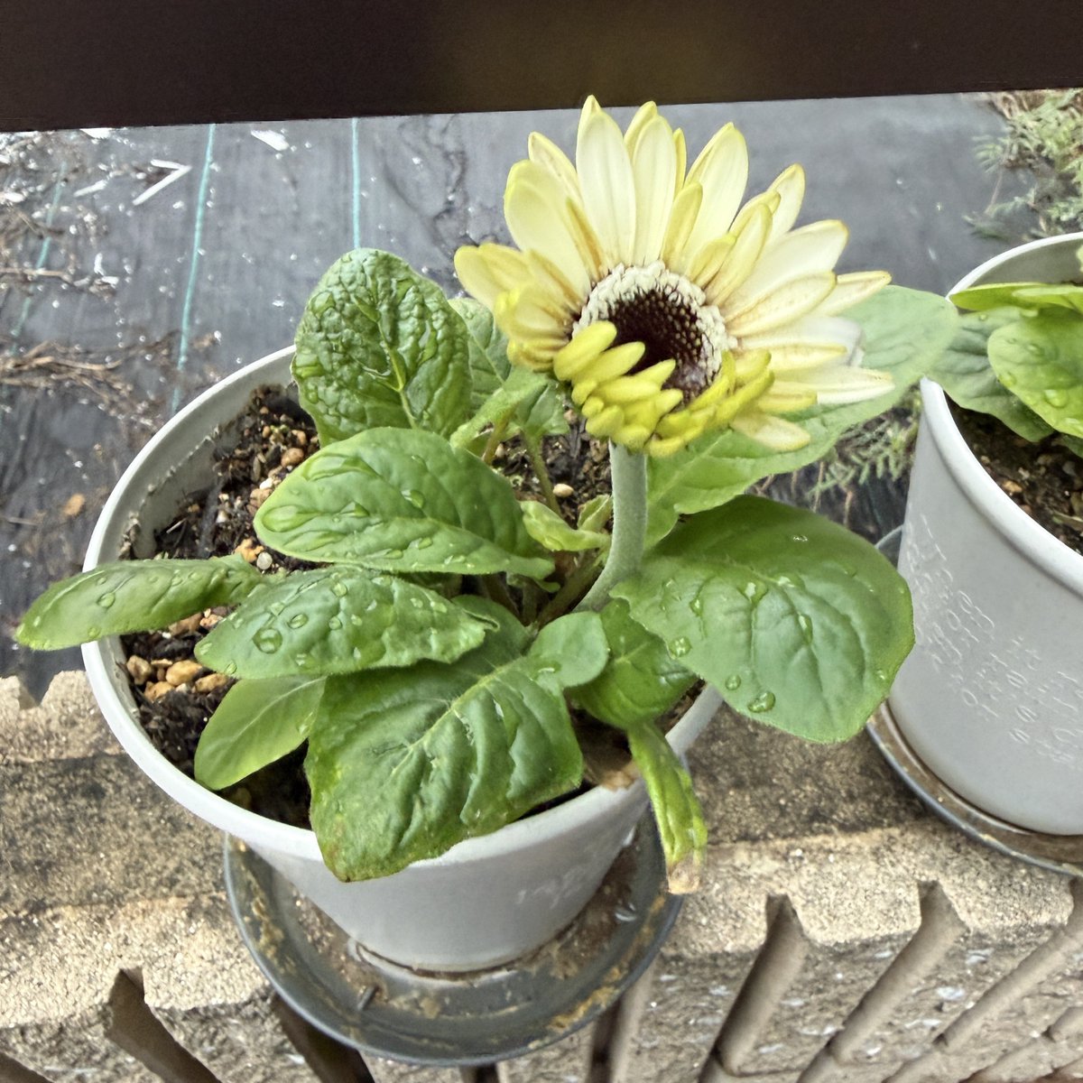 今季も花咲いたガーベラ🌸