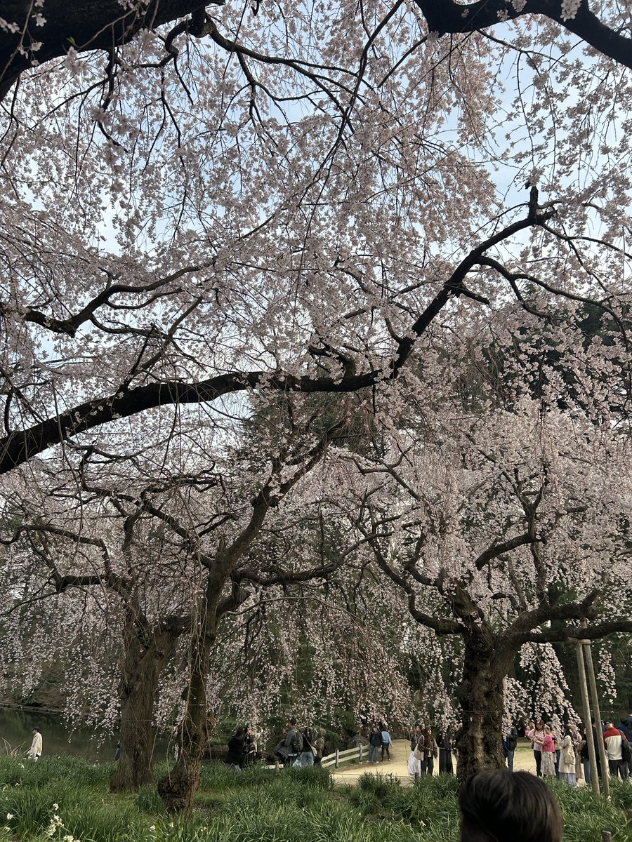 めいちゃん先生 tweet media