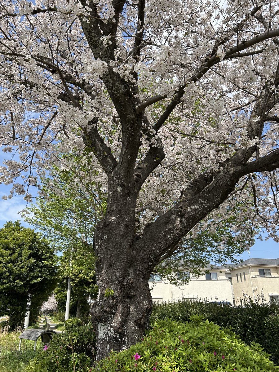 アカネ tweet media