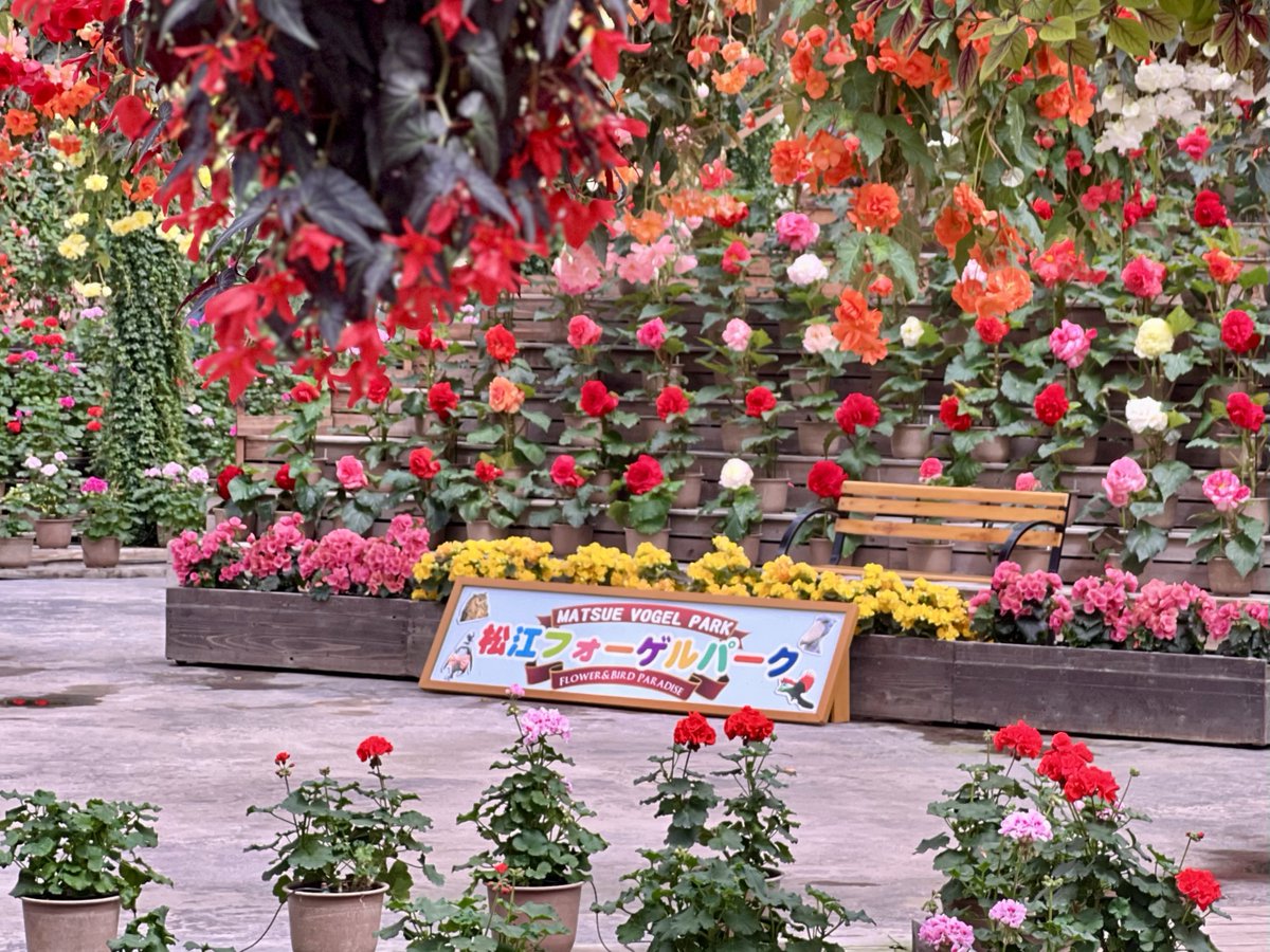 ぬい 🦚 tweet media