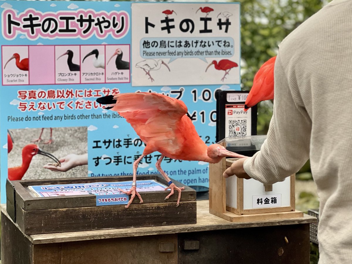 ぬい 🦚 tweet media