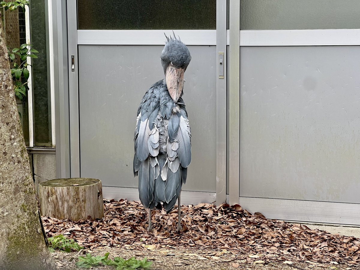 ぬい 🦚 tweet media