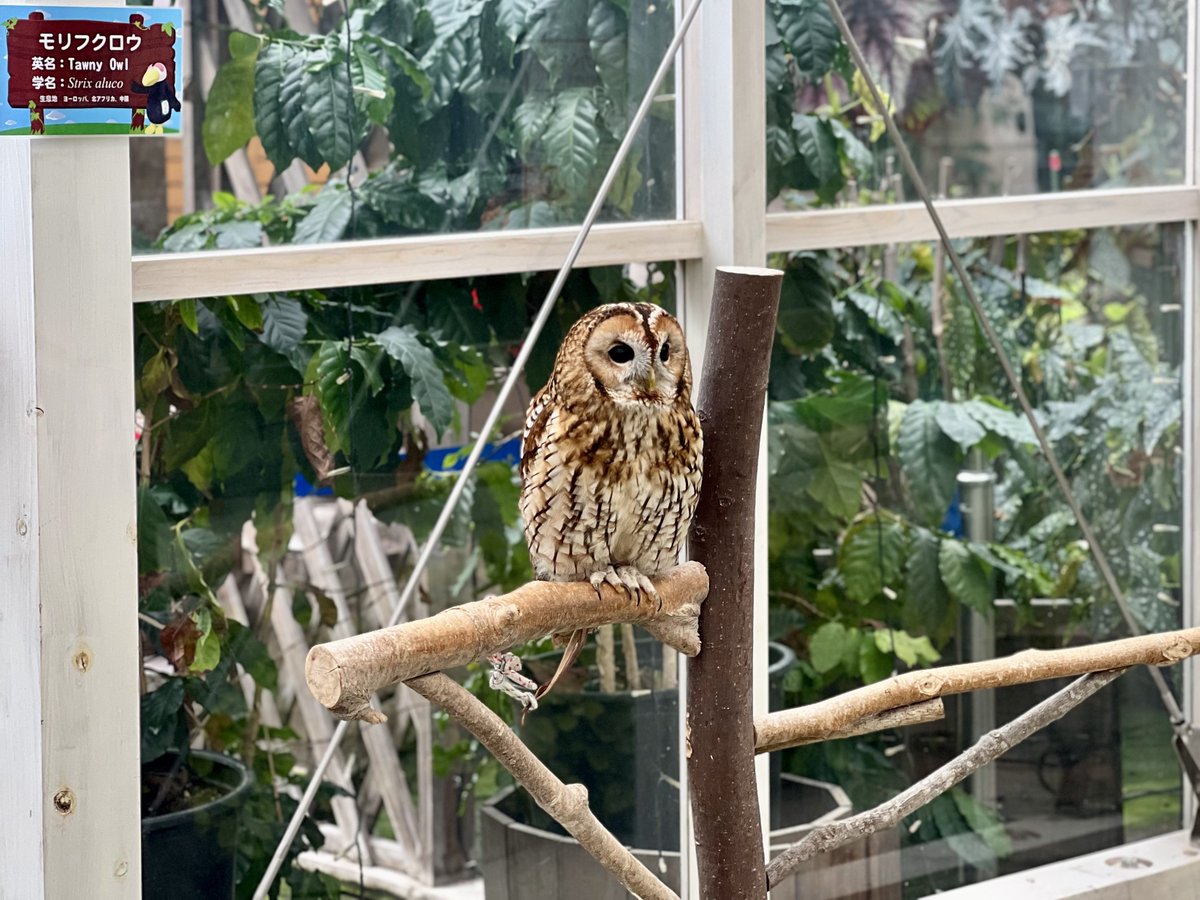 ぬい 🦚 tweet media