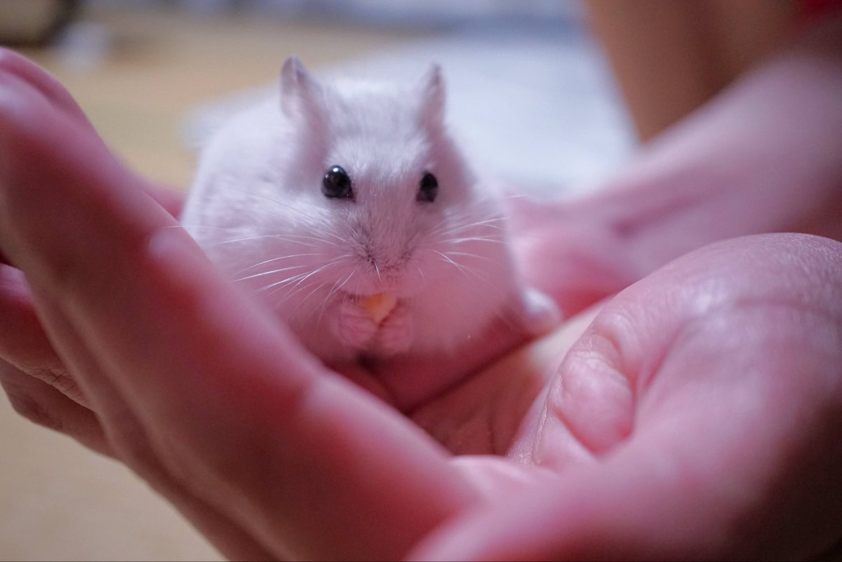 べーーやん tweet media