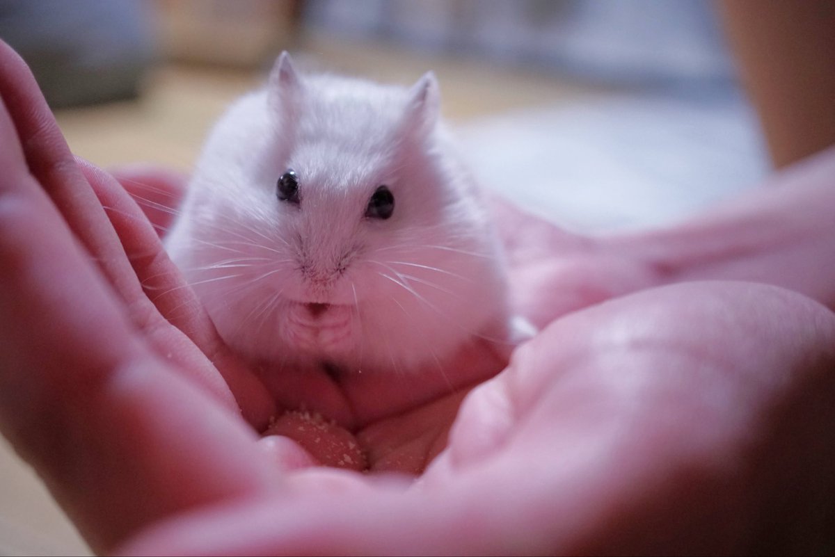 べーーやん tweet media