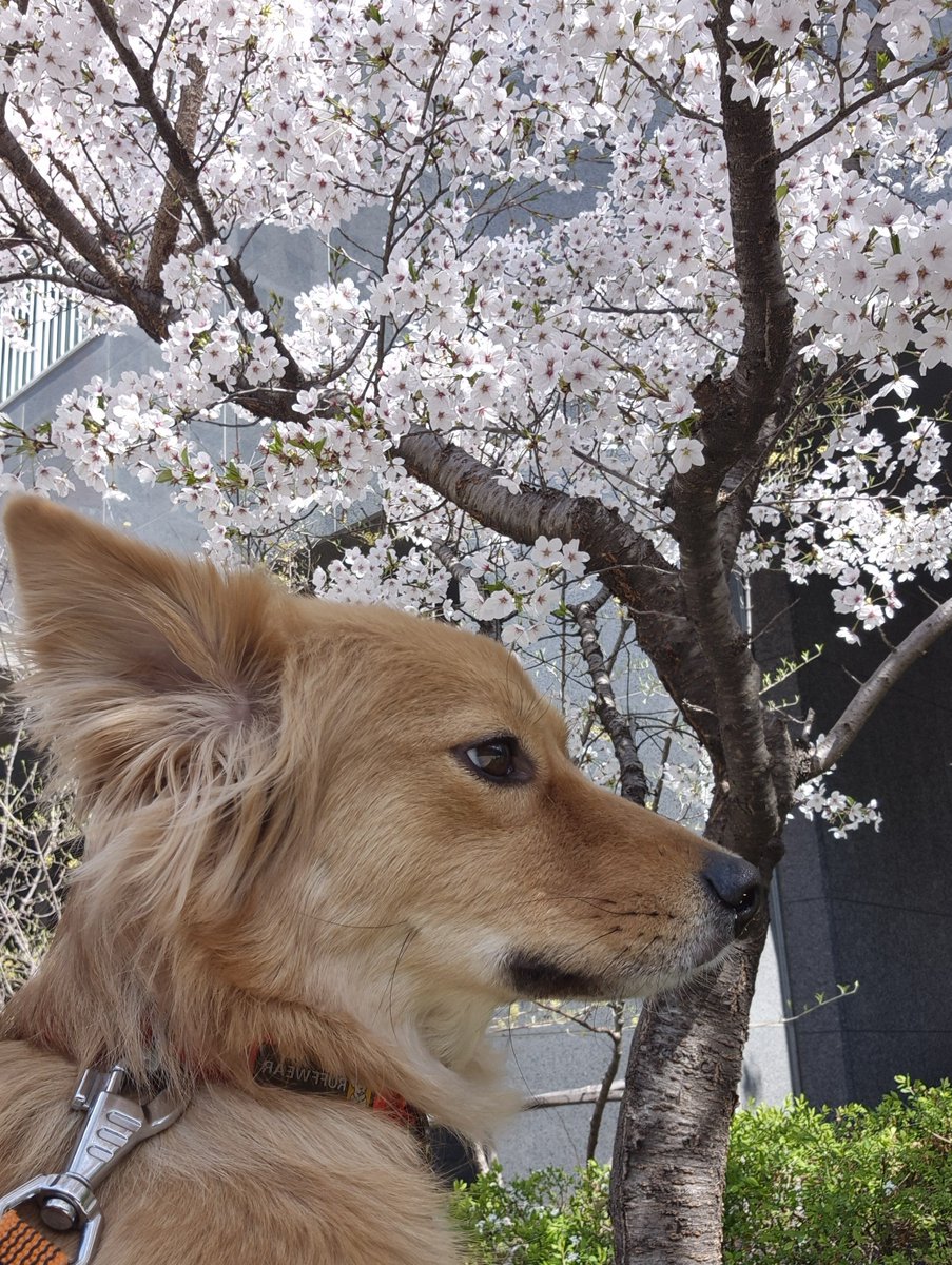 시루의 하루 tweet media