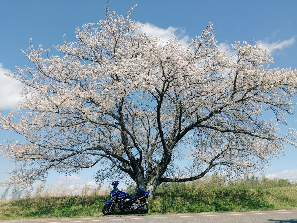 38moto2's tweet photo. #これを見た人は愛車の背景が桜の画像を貼れ
今年も🌸お別れまた来年
次は
「恋に酔う」の藤の花棚💜と
　芝桜🌸の景色だね https://t.co/n616KzRZNT