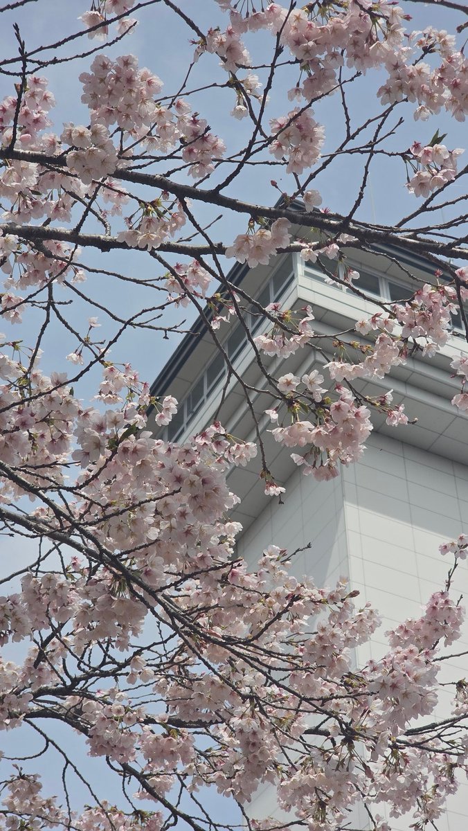 なせる@Vスト250🐓鈴菌保菌人類👾 tweet media