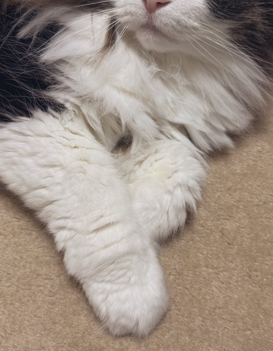 あんこ✯*・☪:.。o tweet media