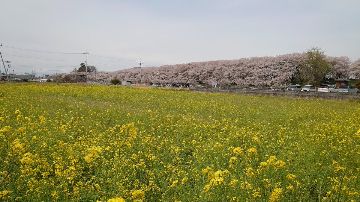 鮭ハラス tweet media