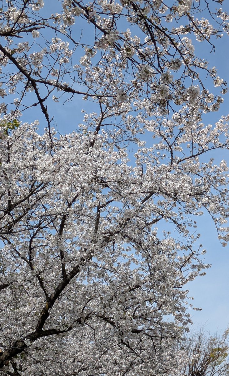 まちゃVRC✈️🌸🥽 tweet media