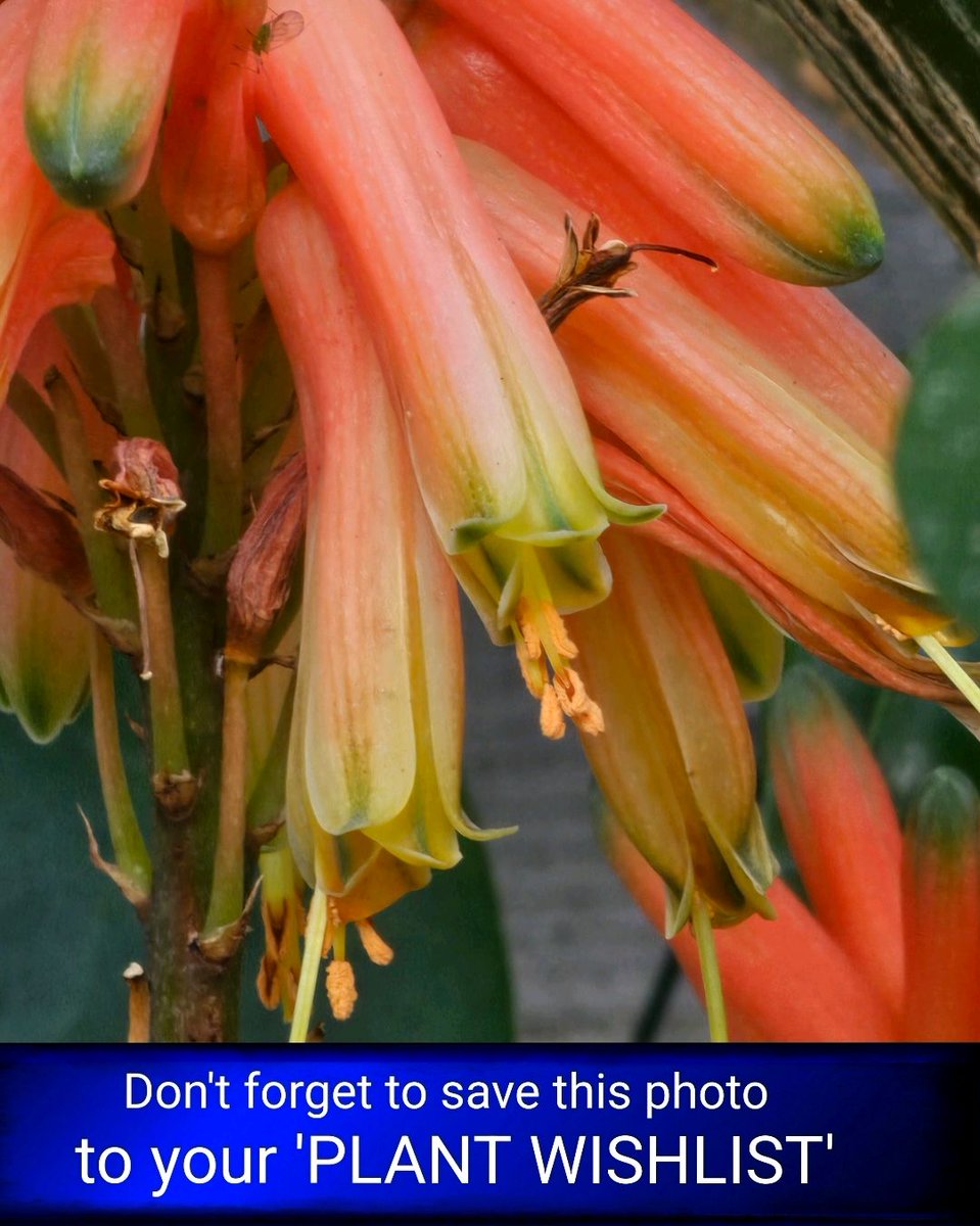 freyastropical's tweet photo. Aloe Ailways
A compact aloe with bright flowers, part of the newer hybrid lines selected for colour, form, and container performance. Drought‑tolerant and sun‑loving, it’s ideal for small spaces.
#FlowerOfTheDay #AloeAilways #plantwishlist #Aloes #Succulents #DroughtTolerant https://t.co/dDzbvpBRHQ