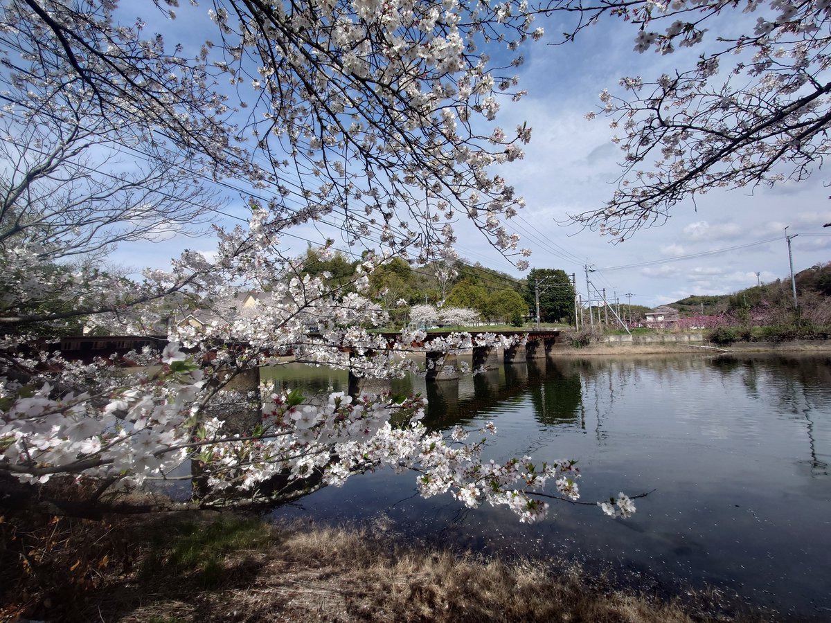 今年也算看到了满意的桜