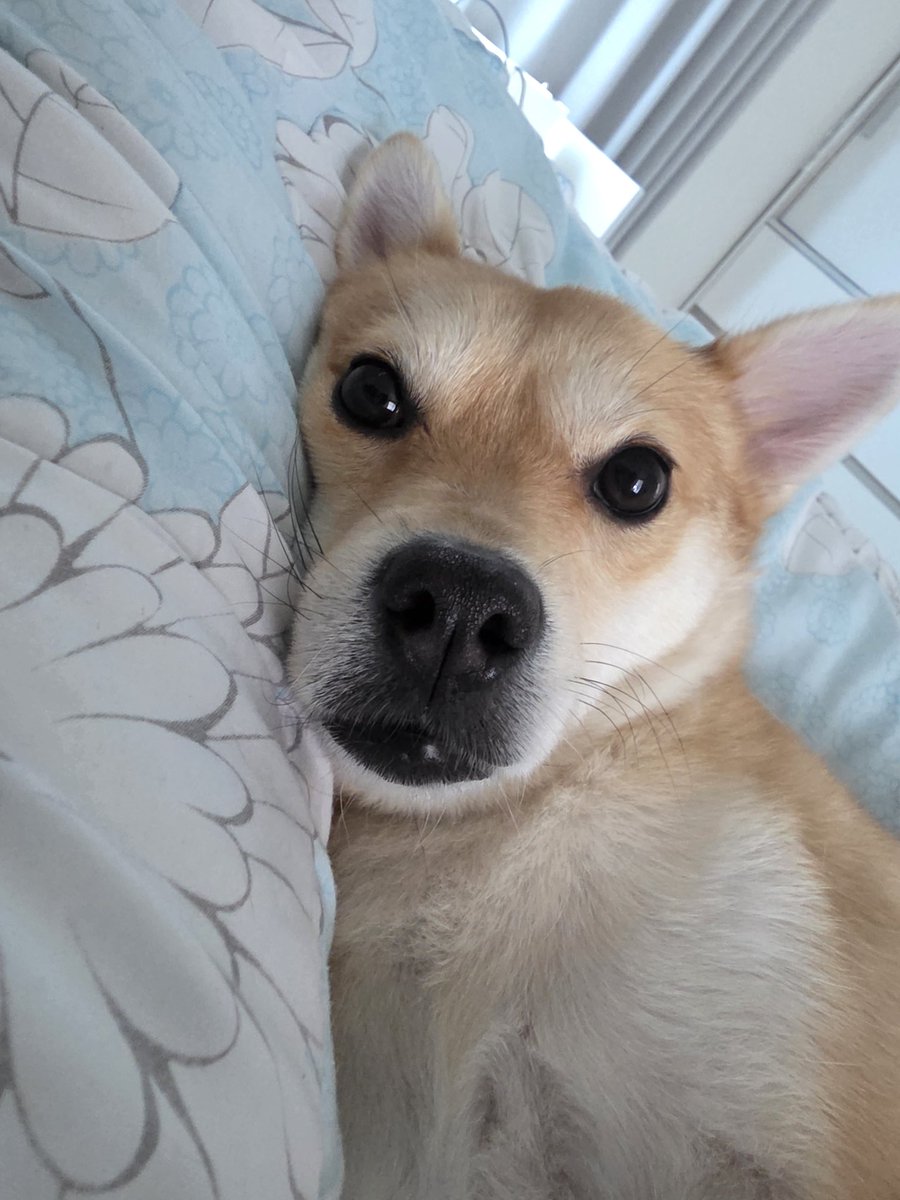 율무와 함께 춤을 tweet media