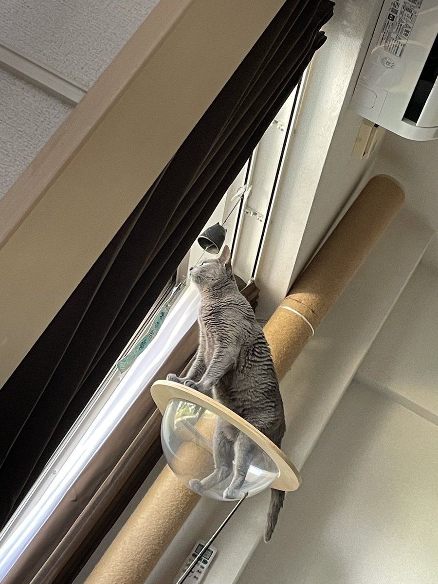 ishi_jun_jun's tweet photo. 鐘を鳴らしそうな猫むーちー。 https://t.co/CNuW7KWzVI