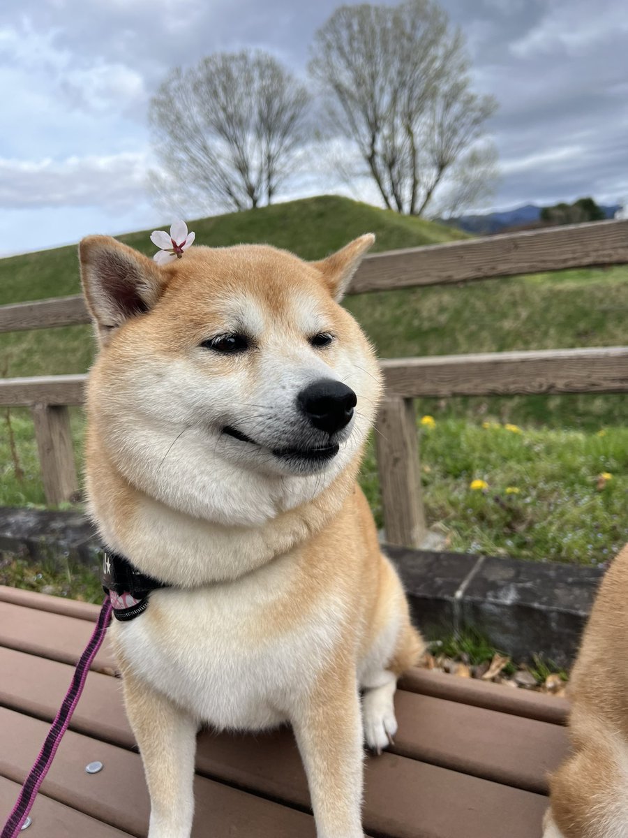 ゆず9🐾ぽんず5🐾 tweet media