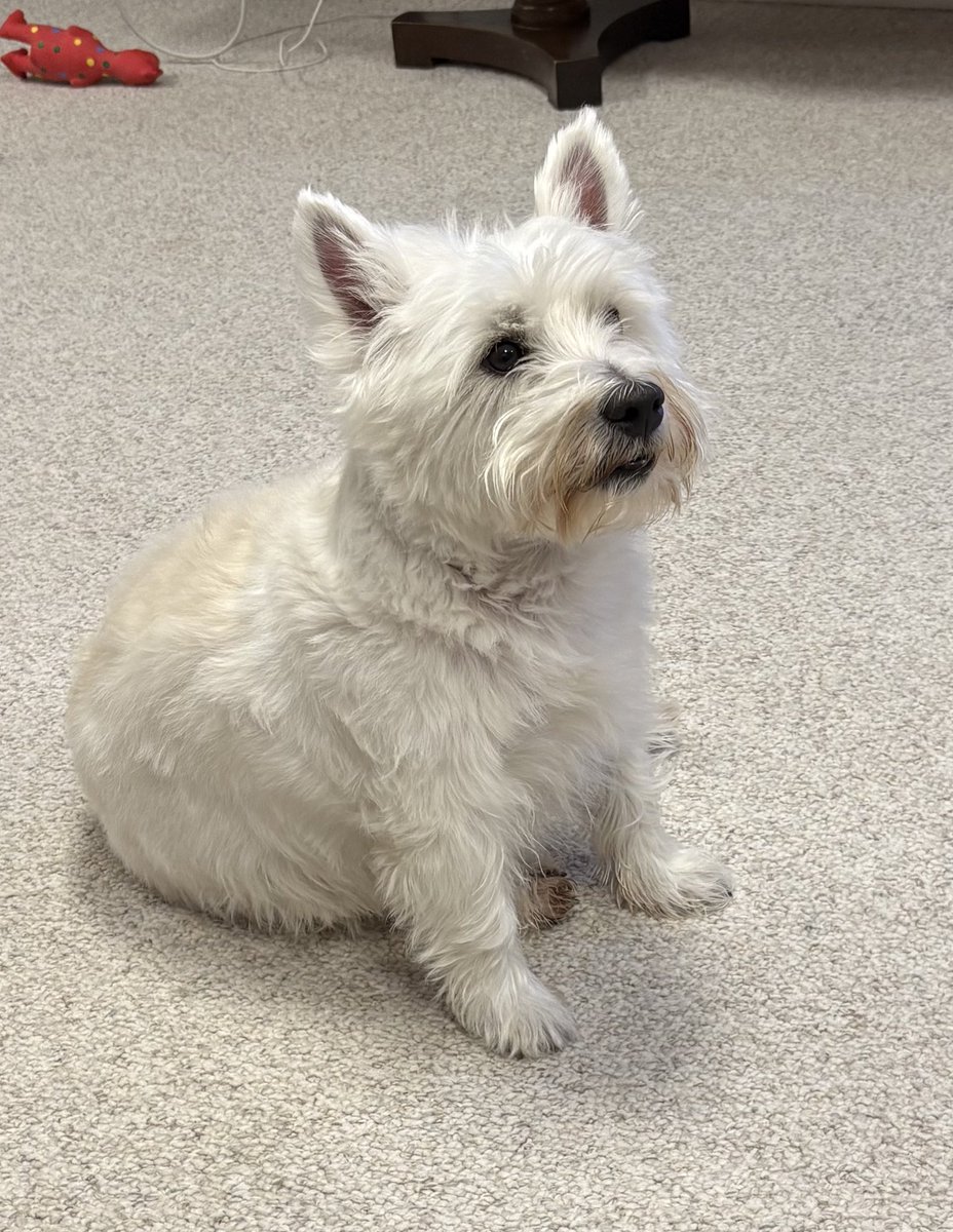 Benji The Westie tweet media