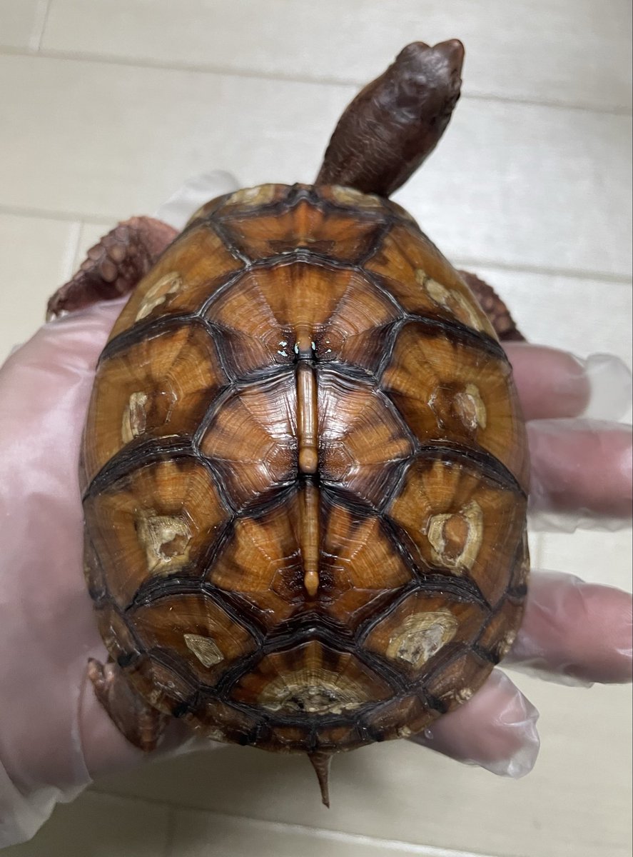 KEN☆○★ tweet media