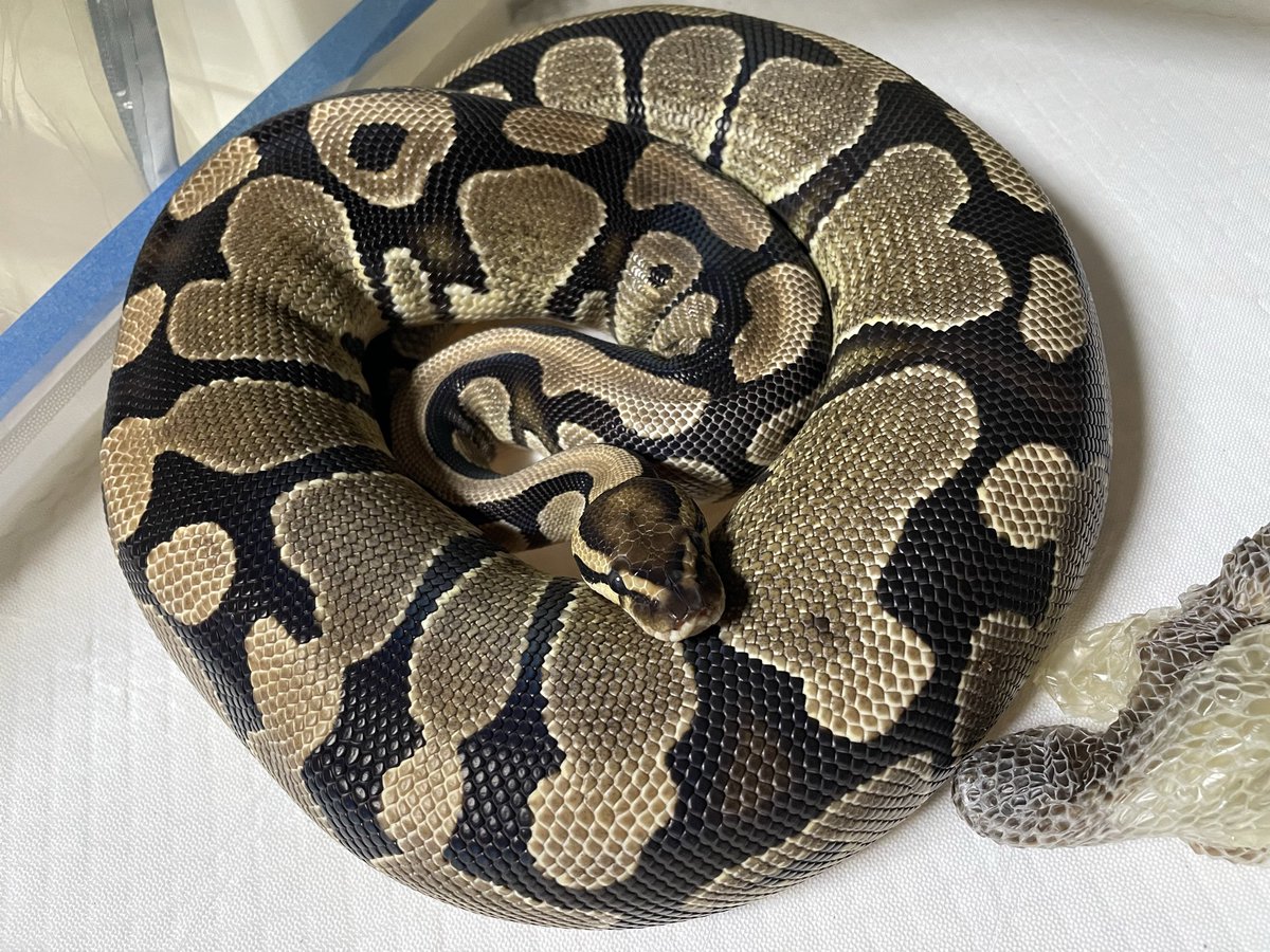 KEN☆○★ tweet media