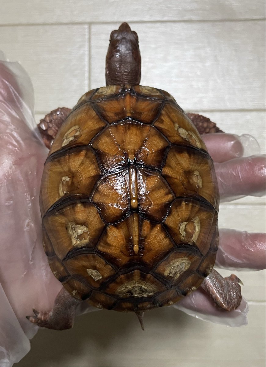 KEN☆○★ tweet media