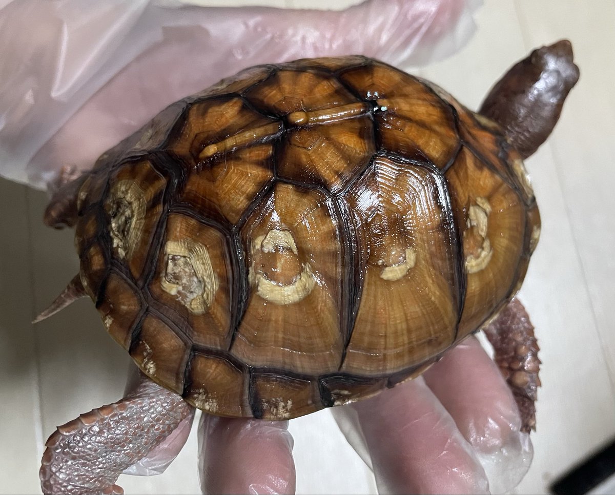 KEN☆○★ tweet media