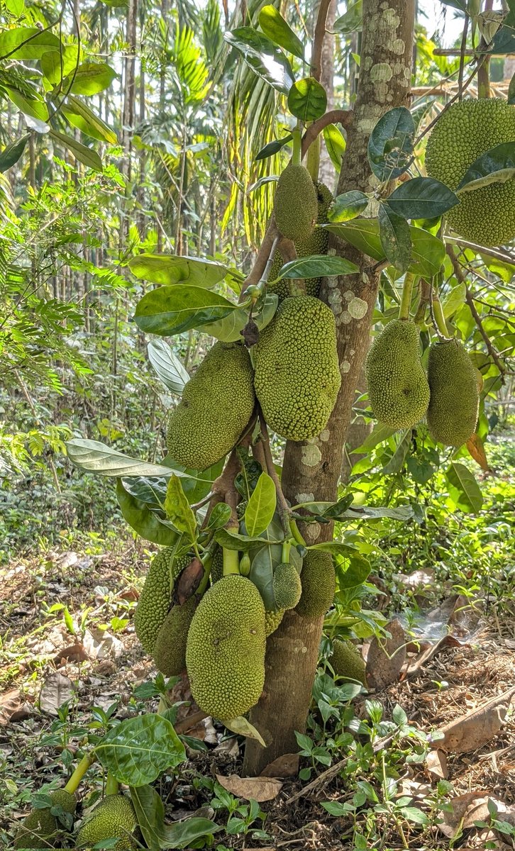 ಮನು 🍁 tweet media