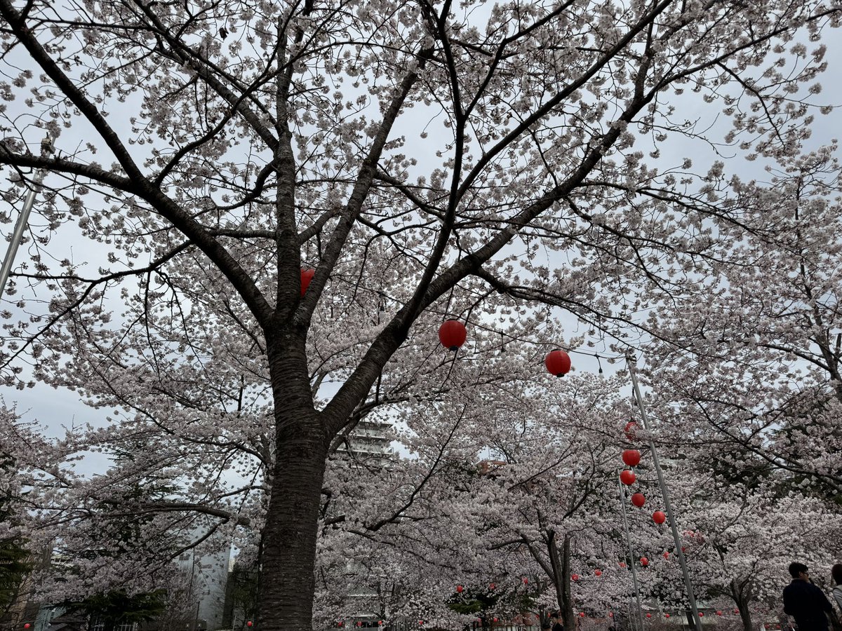 Tomoki Ozawa tweet media