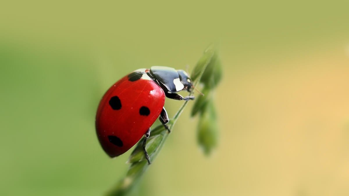 şiir sözü tweet media