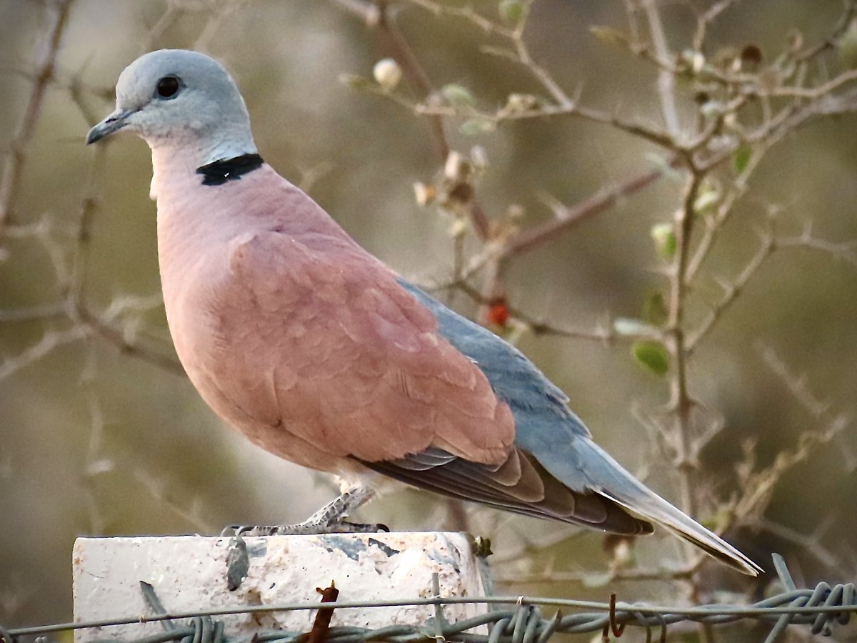Birds of India Rocky Singh tweet media