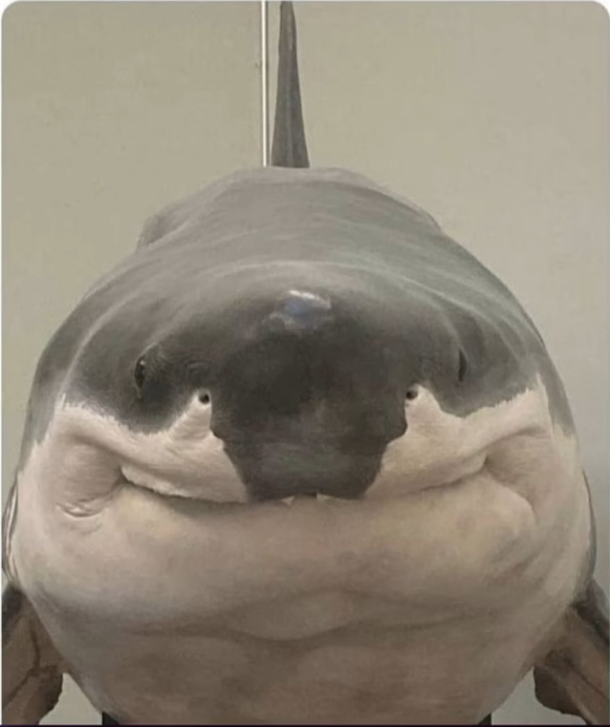 el pepe 240 tweet media