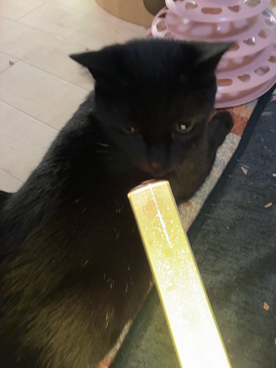 よま/ヤード推 tweet media