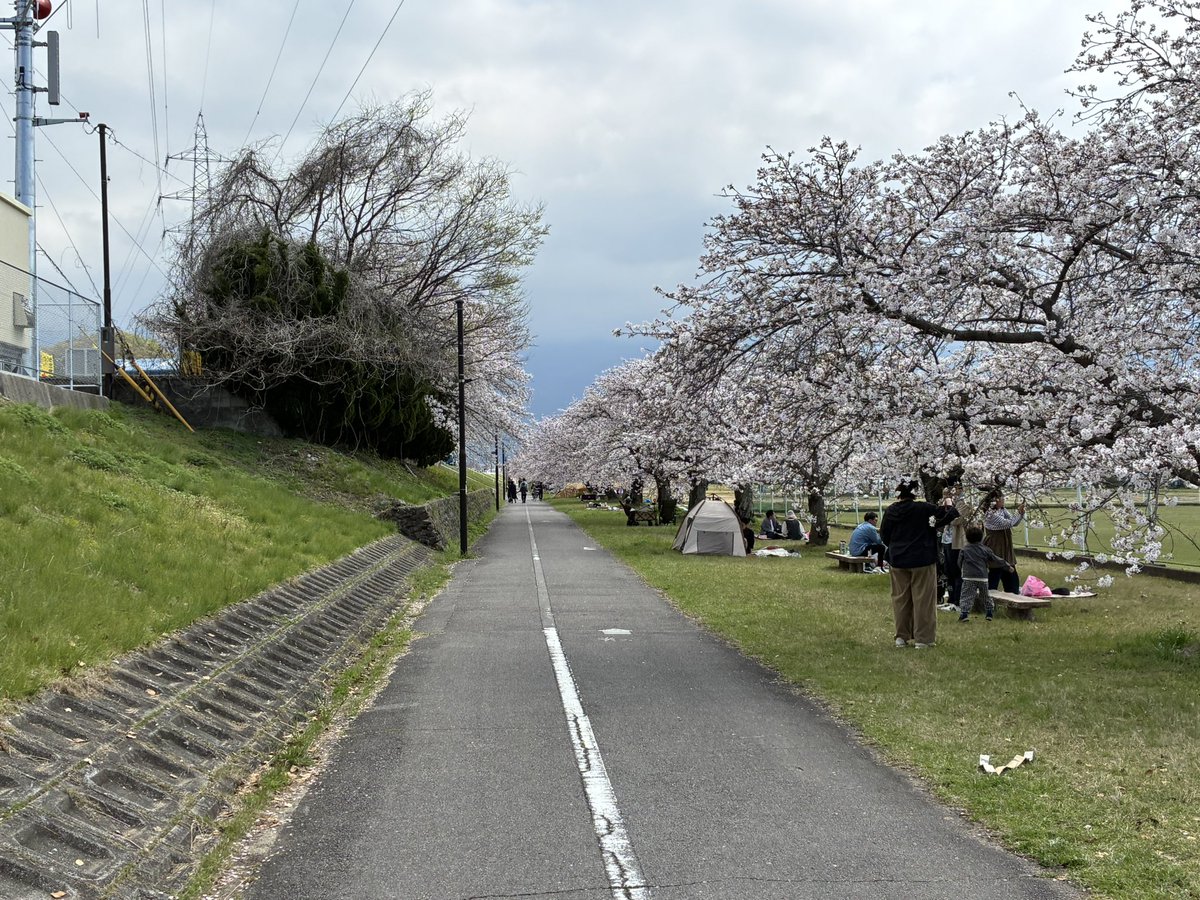桜綺麗でした