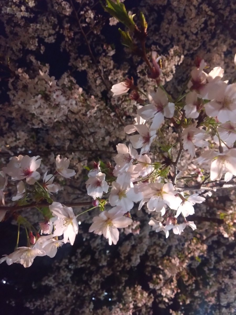 KaridakaKinoko's tweet photo. はぴはぴ😊 https://t.co/3MKVDsvrr4