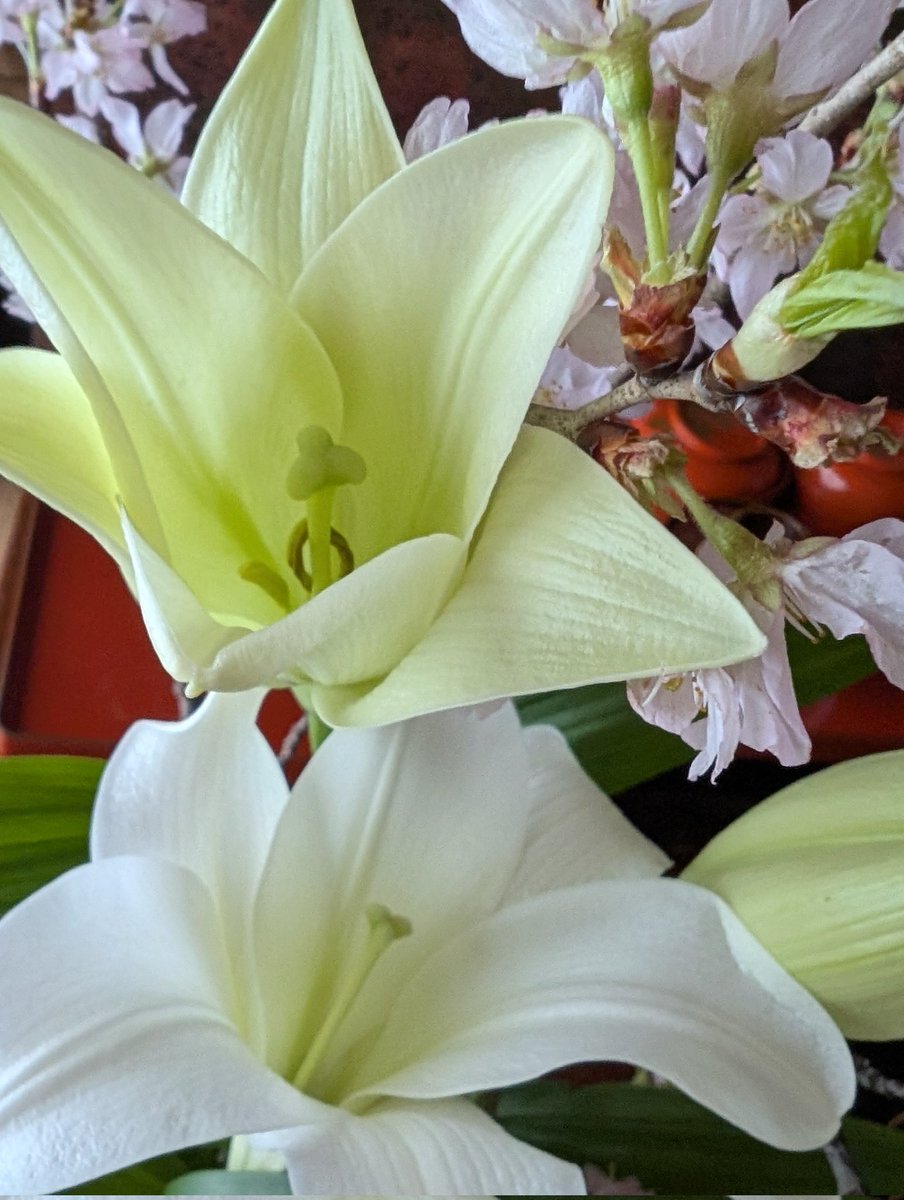 関谷 和子 tweet media