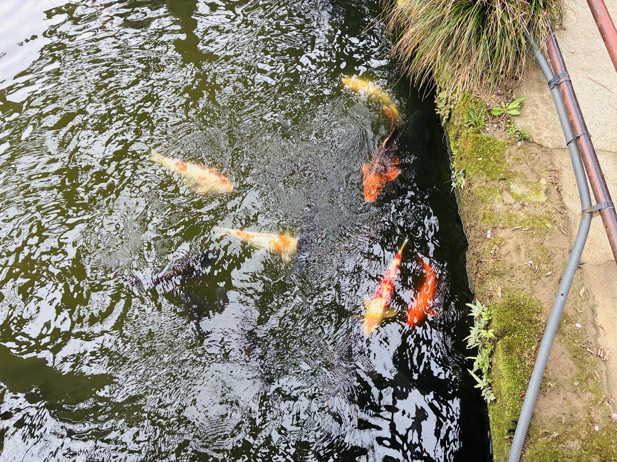 ららのはらわた。 tweet media