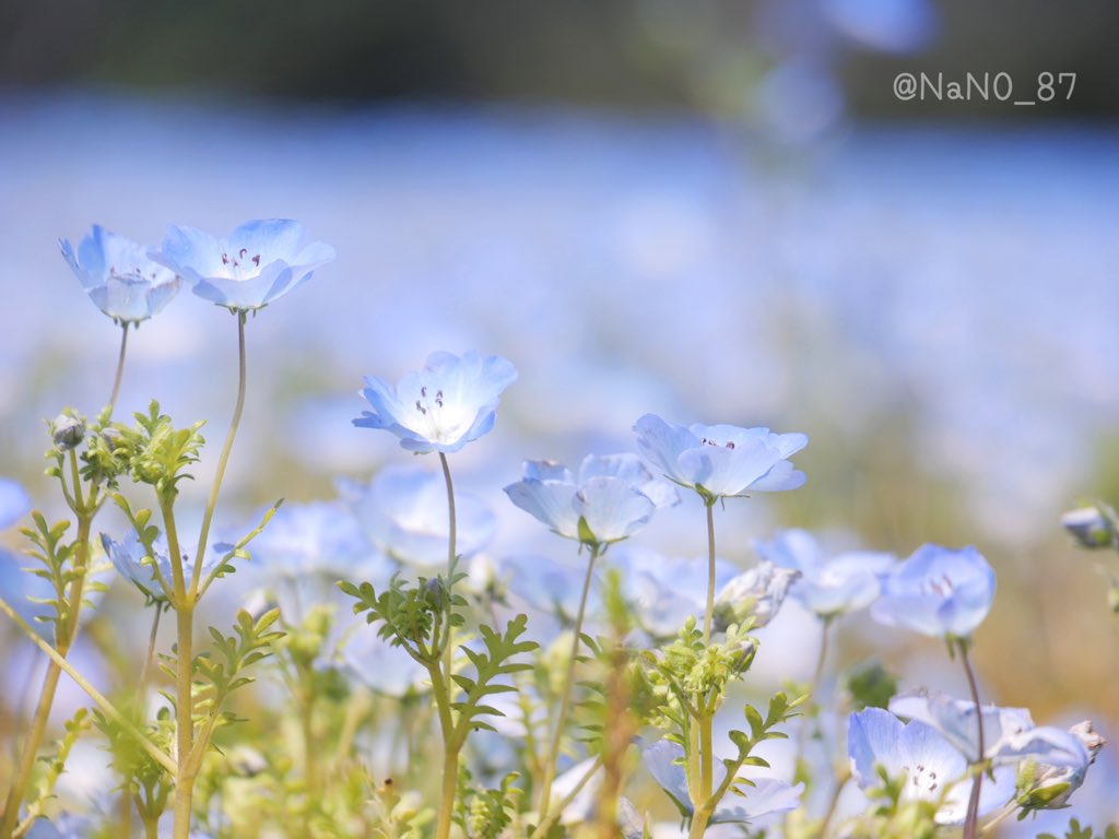 菜っぱ✿·͜·ᰔ tweet media