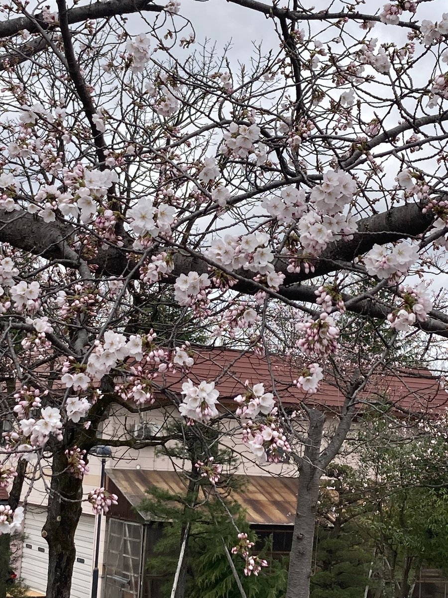 微炭酸ᵖ❀·̩͙ tweet media