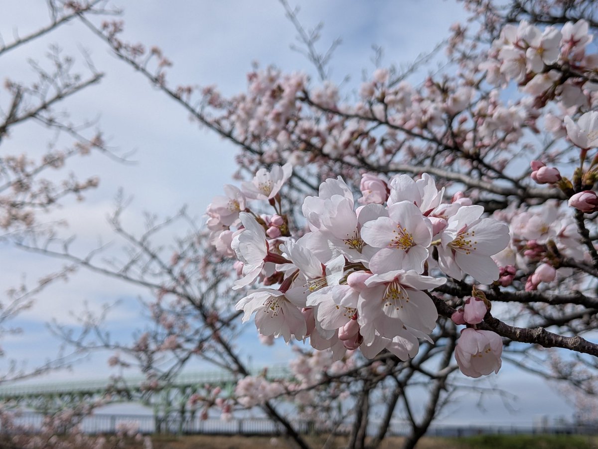 FineRiver1922's tweet photo. 大河津分水の桜　2026.4.5

堤防付近はまだですが、信濃川大河津資料館周辺は咲き始めました！ https://t.co/nekop6giYh