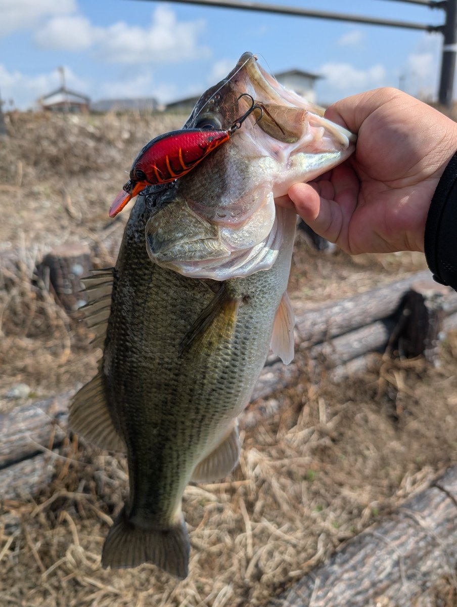 masazone tweet media