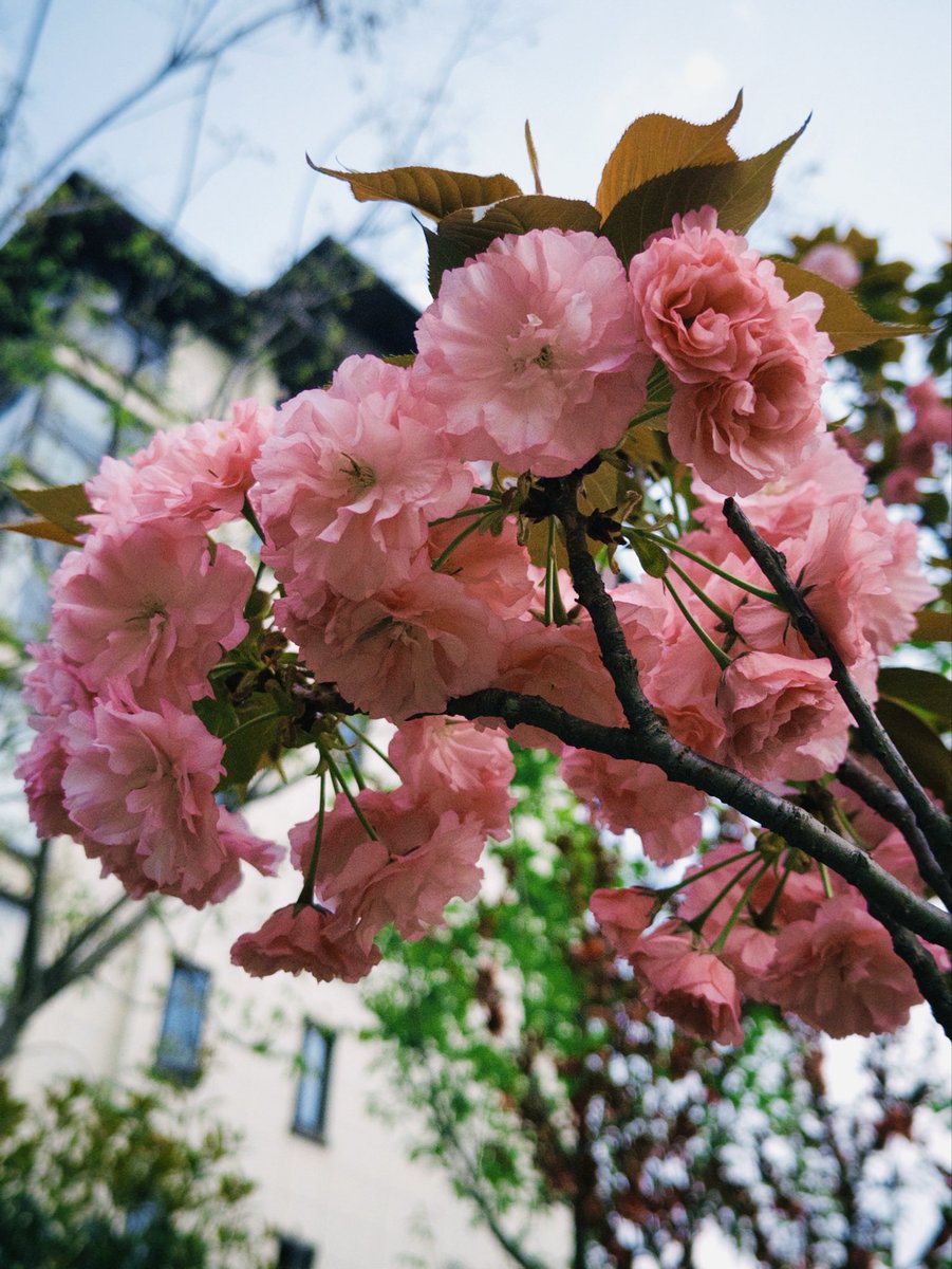 小橘子 tweet media