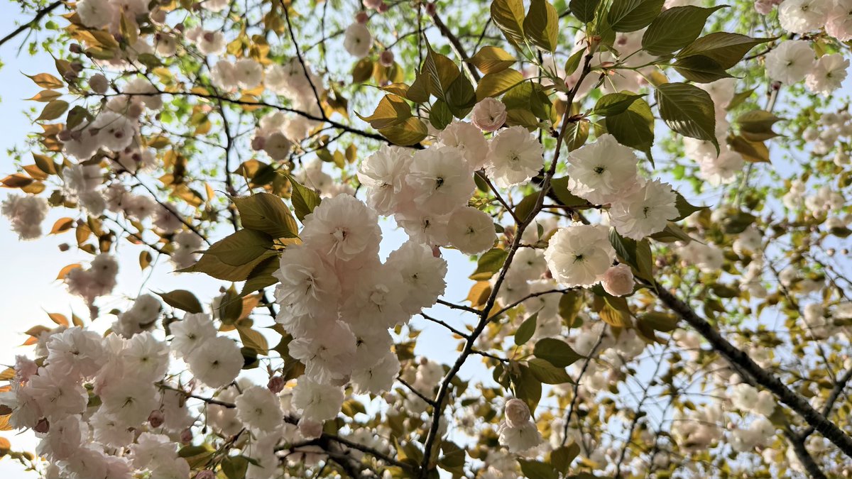 小橘子 tweet media