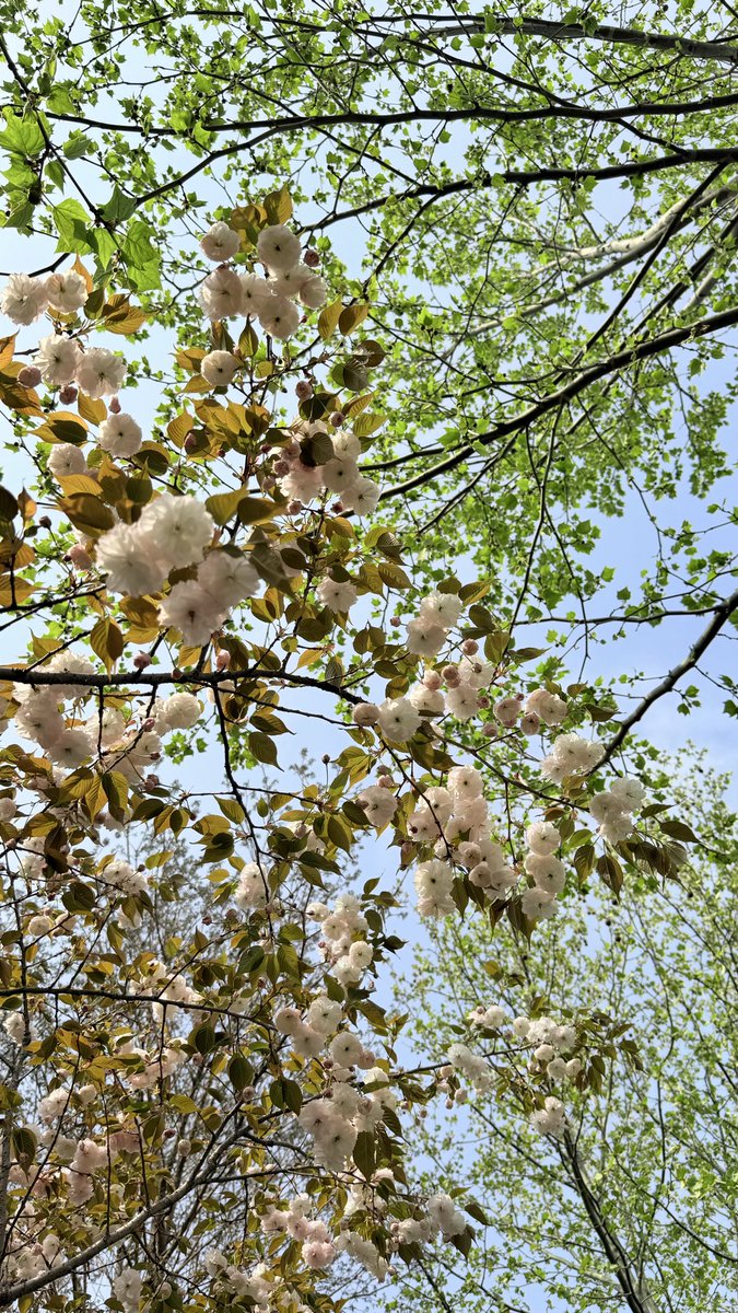 小橘子 tweet media