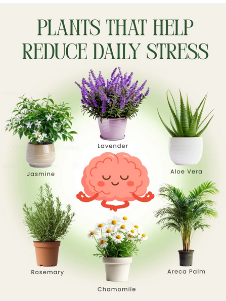 NarcissistBox's tweet image. #stress #plants #lavender #rosemary
