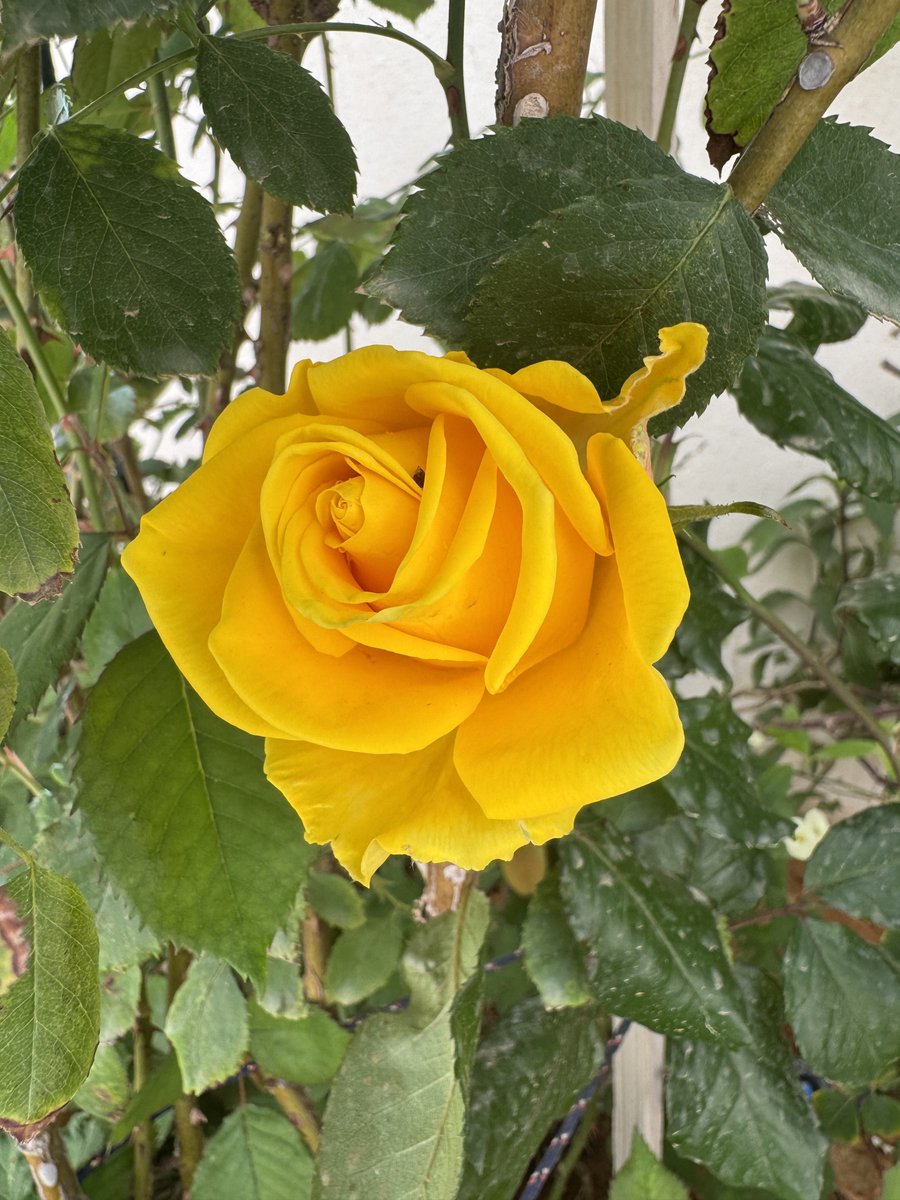 Saad Alshammri tweet media