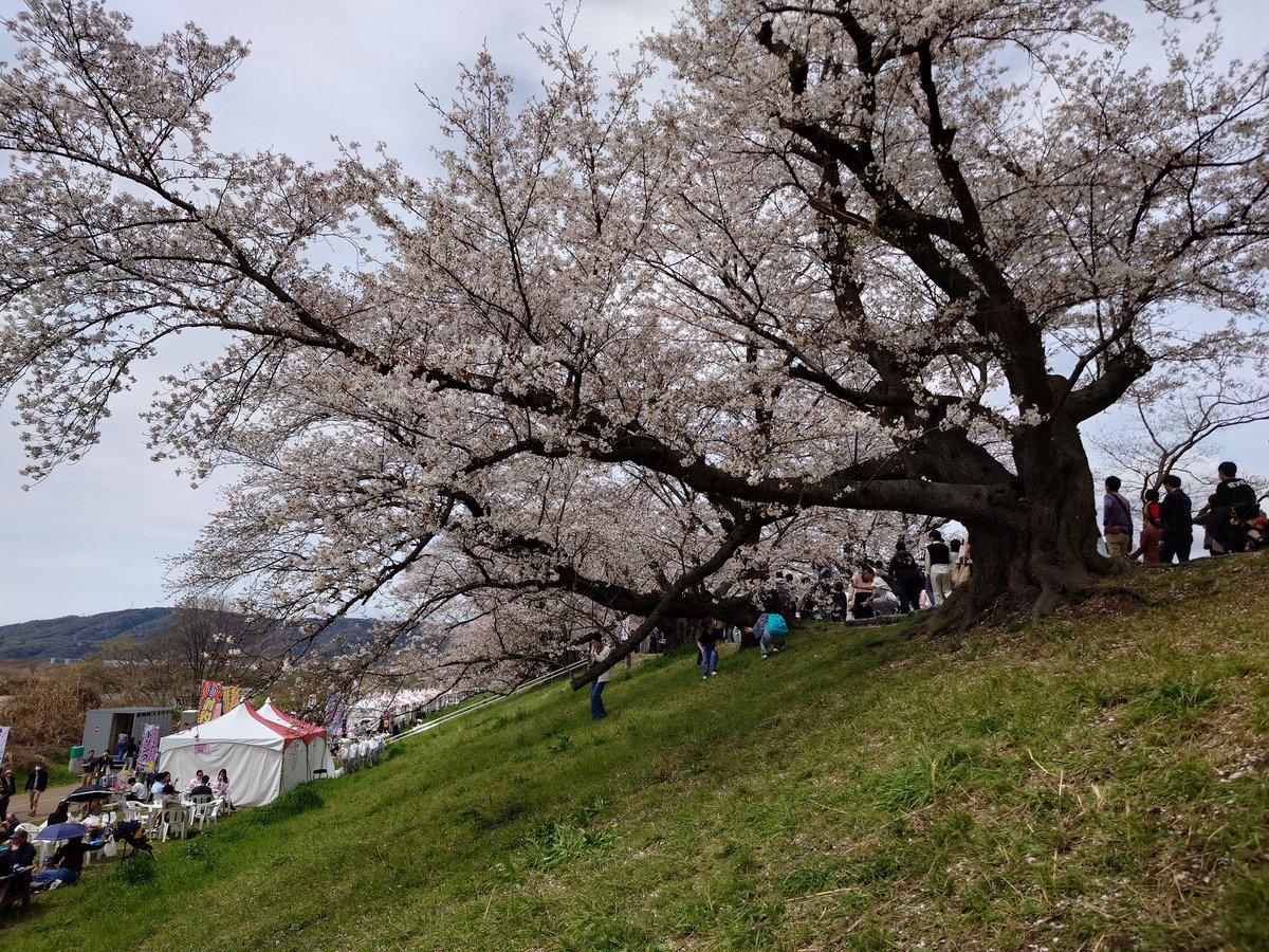 K準急@メタバースの遊撃手 tweet media