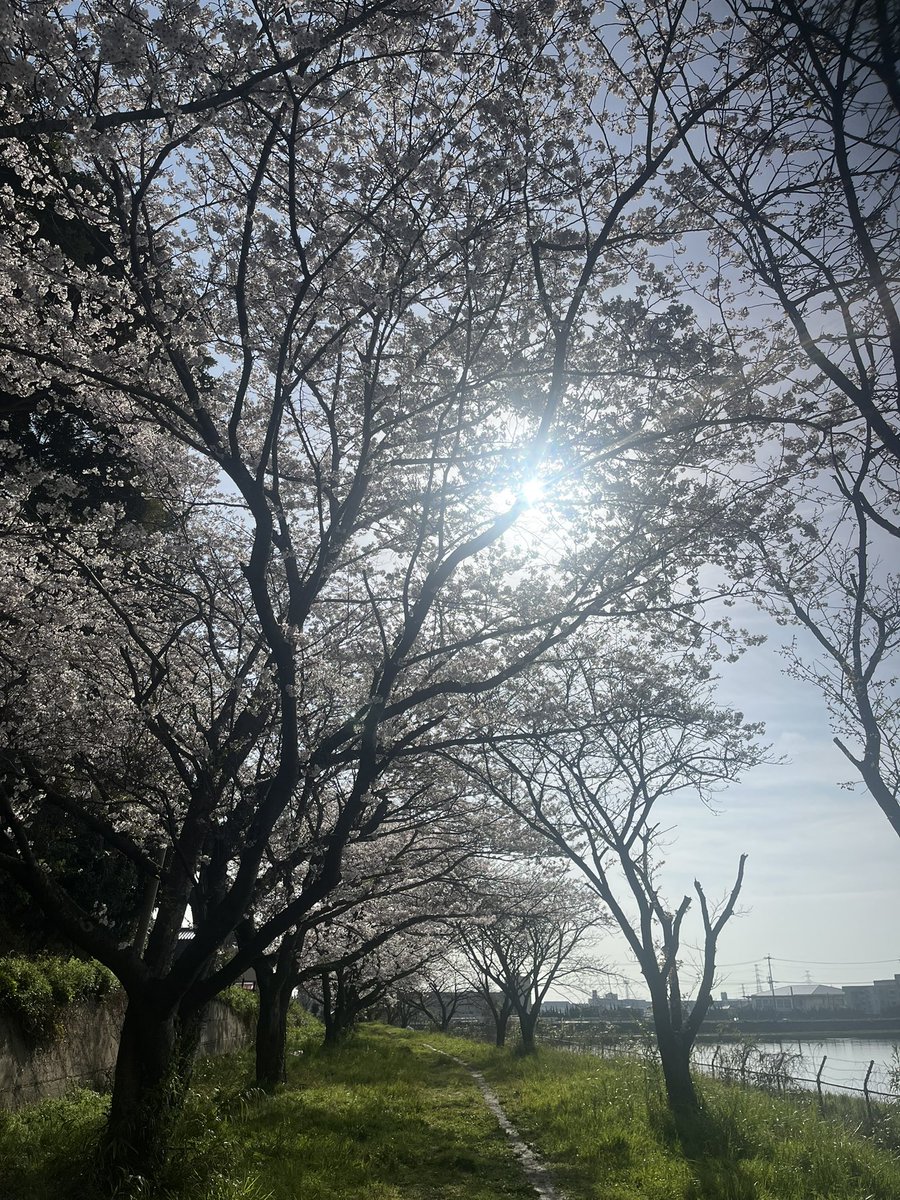 masAcky（まさっき〜） tweet media